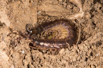 Media type: image; Invertebrate Zoology 144240